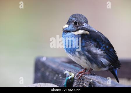 Der javanische blaubändereich (Alcedo euryzona) ist eine Art des eisvogels aus der Unterfamilie Alcedininae. Sie ist ein Endemit und findet sich überall in Java. Stockfoto