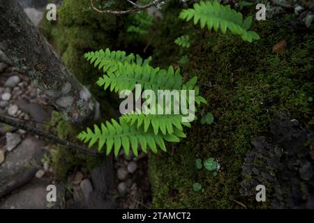 Grüne Farnpflanzen, die horizontal auf Moos im atlantischen Wald wachsen Stockfoto