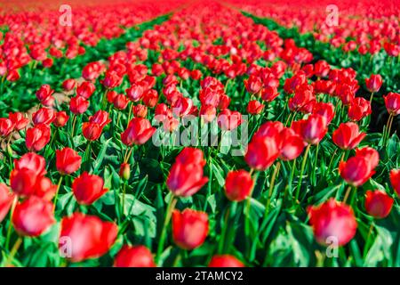 Malerische niederländische Landschaft mit wunderschönen roten Tulpenfeldern in voller Blüte Stockfoto