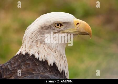 Weißkopf-Seeadler (Haliaeetus Leucocephalus), Tracy Aviary, Freiheitspark, Salt Lake City, Utah Stockfoto