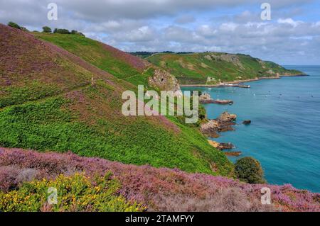 Buntes Heidekraut in Blüte auf Klippen mit türkisfarbenem Wasser von Bouley Bay, Jersey Nordküste, Kanalinseln, Großbritannien Stockfoto