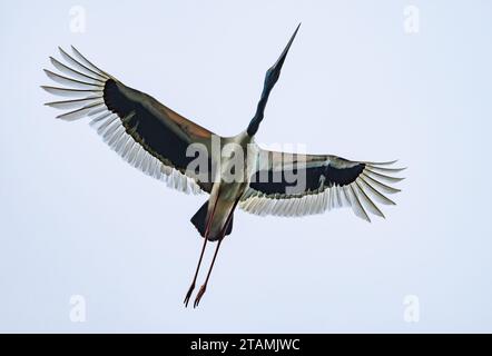 Ein Schwarzhalsstorch (Ephippiorhynchus asiaticus), der über dem Kopf fliegt. Queensland, Australien. Stockfoto
