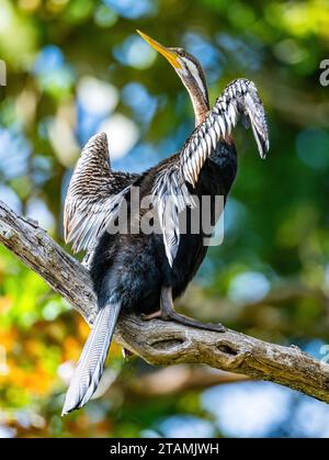 Ein australasischer Darter (Anhinga novaehollandiae), der sich auf einem Baum sonnt. Queensland, Australien. Stockfoto