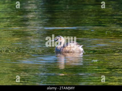 Ein australasischer Grebe (Tachybaptus novaehollandiae), der in einem See schwimmt. Australien. Stockfoto