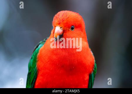 Ein australischer King-Parrot (Alisterus scapularis) Nahaufnahme. Queensland, Australien. Stockfoto