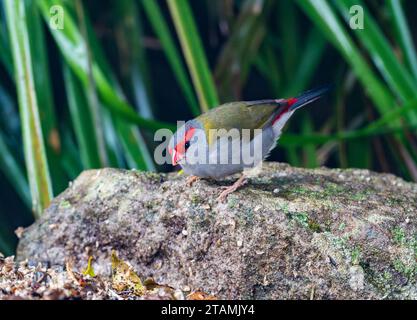 Ein Rotbrauen-Feuerschwanz (Neochmia temporalis), der auf einem Felsen auf der Suche ist. Queensland, Australien. Stockfoto
