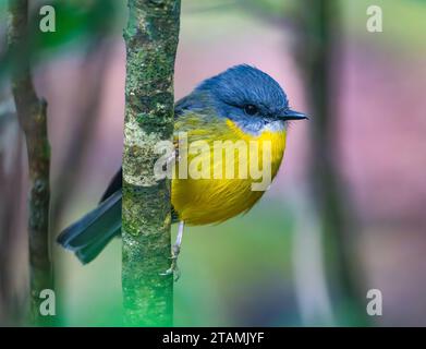 Ein Ostrotkehlchen (Eopsaltria australis), der auf einem Ast thront. Australien. Stockfoto