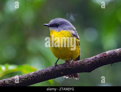 Ein Ostrotkehlchen (Eopsaltria australis), der auf einem Ast thront. Australien. Stockfoto