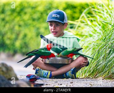 Ein kleiner Junge, der australische Königspaparrotten (Alisterus scapularis) füttert. Queensland, Australien. Stockfoto