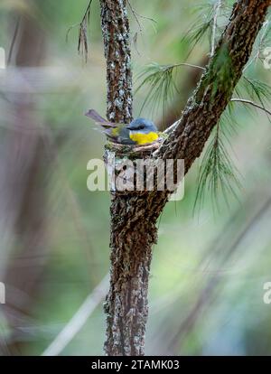 Eopsaltria australis, der auf seinem Nest auf einem Baum sitzt. Queensland, Australien. Stockfoto