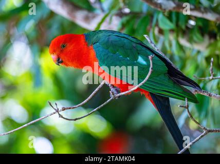 Ein australischer King-Parrot (Alisterus scapularis), der auf einem Ast thront. Queensland, Australien. Stockfoto