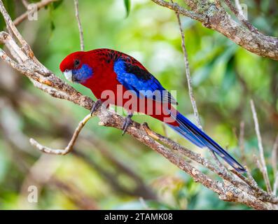 Eine helle rote Rosella (Platycercus elegans) thront auf einem Baum. Australien. Stockfoto