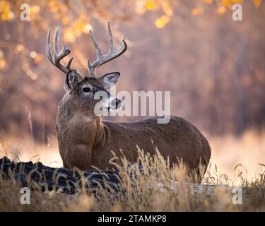 Reifer Weißschwanzhirsch - odocoileus virginianus - steht breit auf der Rodung während der Herbstrute Colorado, USA Stockfoto