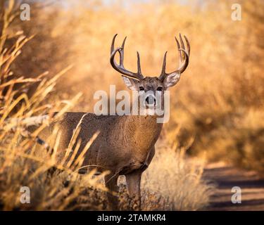 Reifer Weißschwanzhirsch - odocoileus virginianus - steht breit auf der Rodung während der Herbstrute Colorado, USA Stockfoto