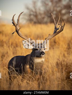 Reifer Maultierhirsch - odocoileus hemionus - steht bei Sonnenaufgang im hohen Gras während der Herbstrute Colorado, USA Stockfoto