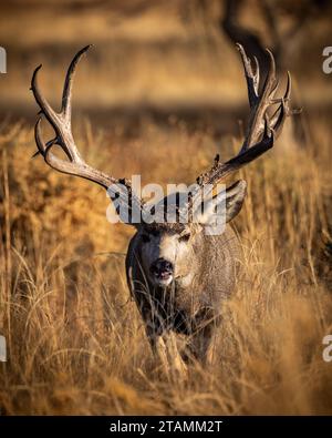 Reifer Maultierhirsch - odocoileus hemionus - steht bei Sonnenaufgang im hohen Gras während der Herbstrute Colorado, USA Stockfoto