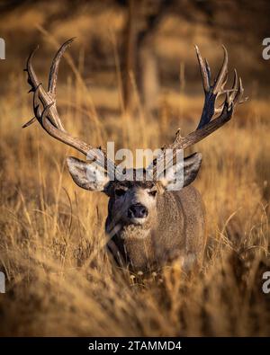 Reifer Maultierhirsch - odocoileus hemionus - steht bei Sonnenaufgang im hohen Gras während der Herbstrute Colorado, USA Stockfoto