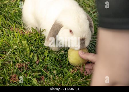 White Holland Lop Kaninchen Bunny Albino California Siamese Red Eyes Flop Ohr Close Up Essen Pfirsichknabbern Stockfoto