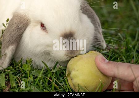 White Holland Lop Kaninchen Bunny Albino California Siamese Red Eyes Flop Ohr Close Up Essen Pfirsichknabbern Stockfoto