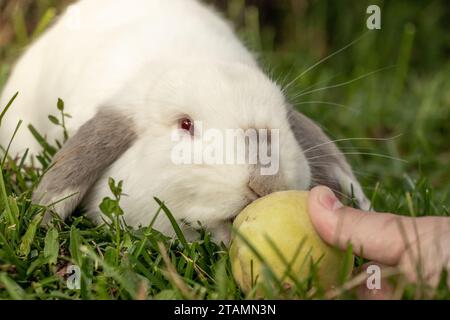 White Holland Lop Kaninchen Bunny Albino California Siamese Red Eyes Flop Ohr Close Up Essen Pfirsichknabbern Stockfoto