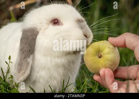 White Holland Lop Kaninchen Bunny Albino California Siamese Red Eyes Flop Ohr Close Up Essen Peach Sniffing Stockfoto