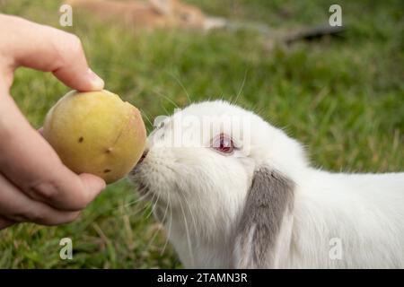 White Holland Lop Kaninchen Bunny Albino California Siamese Red Eyes Flop Ohr Close Up Essen Pfirsichknabbern Stockfoto