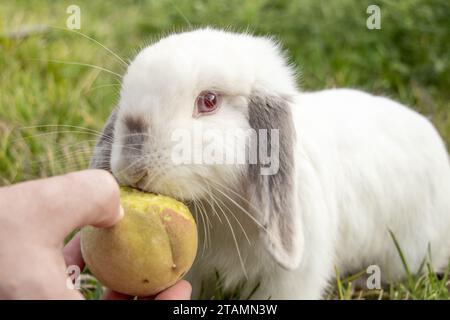 White Holland Lop Kaninchen Bunny Albino California Siamese Red Eyes Flop Ohr Close Up Fressen Peach und Blick in die Kamera Stockfoto