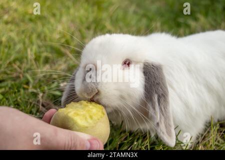 White Holland Lop Kaninchen Bunny Albino California Siamese Red Eyes Flop Ohr Close Up Essen Pfirsichknabbern Stockfoto