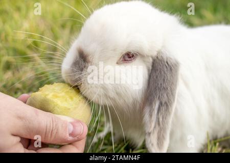 White Holland Lop Kaninchen Bunny Albino California Siamese Red Eyes Flop Ohr Close Up Essen Pfirsichknabbern Stockfoto