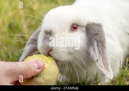 White Holland Lop Kaninchen Bunny Albino California Siamese Red Eyes Flop Ohr Close Up Essen Pfirsichknabbern Stockfoto