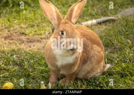 Goldenes Kaninchen Groß Draußen Flämischer Riesen Braun Weiß Leckt Zunge Aus Großen Ohren Stockfoto
