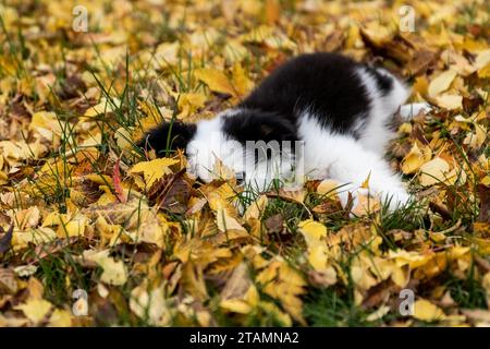 Baby Hund Hündchen Liegt Müde Schlaf Australian Shepherd Husky Draußen Herbst Verlässt Kopf Unten Stockfoto