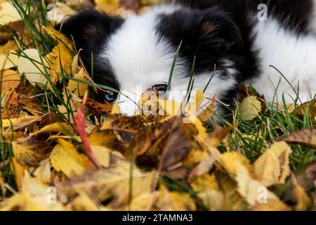 Baby Hund Hündchen Liegt Müde Schlaf Australian Shepherd Husky Draußen Herbst Verlässt Kopf Unten Stockfoto