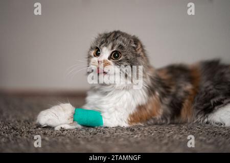 Cat Bandage Cast Wundkranke Tierärztin heilt niedliche Scottish Fold Calico Kitten, die Zunge ausstreckt Stockfoto