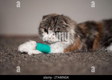 Katzenverband Gegossene Wunde Kranker Tierarzt Heilt Niedliche Scottish Fold Calico Kitten Stockfoto