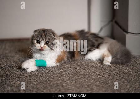 Katzenverband Cast Wundkranke Vet Heilen Niedliche Scottish Fold Calico Kitten Lecken Gesicht Stockfoto