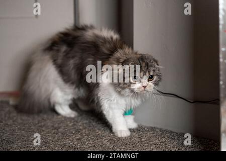 Cat Bandage Cast Wundkranke Vet Heal Cute Scottish Fold Calico Kitten Verängstigt Überrascht Stockfoto