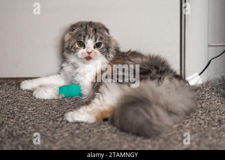 Niedliche Kleine Zunge Aus Katzenverband Gegossene Wunde Kranker Vet Heilt Niedliche Scottish Fold Calico Kitten Stockfoto