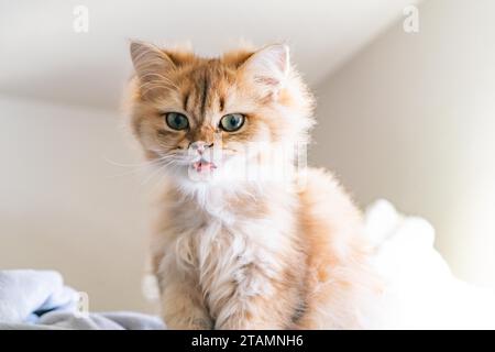 Orange Tabby Scottish Fold Cat With Green Eyes Zunge Out Porträt Lustiges Gesicht Stockfoto