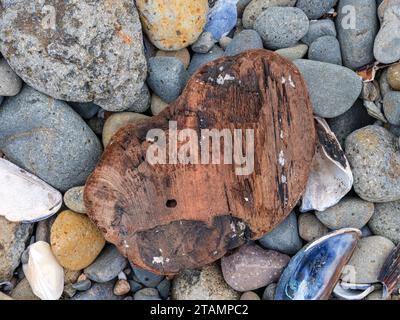 Ein kleines Stück Treibholz, umgeben von Muscheln und Kieselsteinen an der Pazifikküste, Oregon, USA Stockfoto