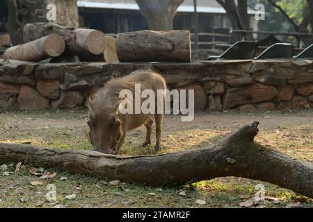 Wildschweinfütterung, Phacochoerus africanus, afrikanische Safari-Camp-Szene, Königreich Eswatini Swasiland, Interaktion mit Tieren und Menschen Stockfoto