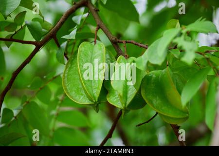 Nahaufnahme von Sternfrucht-Karambola oder Sternapfel auf Baumzweig Stockfoto