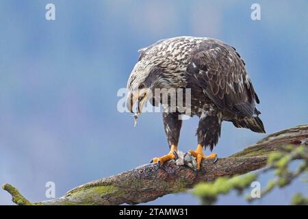 Ein Nahfoto eines jungen Weißkopfseeadlers, der auf einem Zweig sitzt und einen Fisch im Norden von Idaho isst. Stockfoto