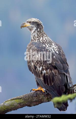 Ein junger majestätischer Weißkopfseeadler sitzt auf einem Zweig und sucht nach Nahrung in Nord-Idaho. Stockfoto