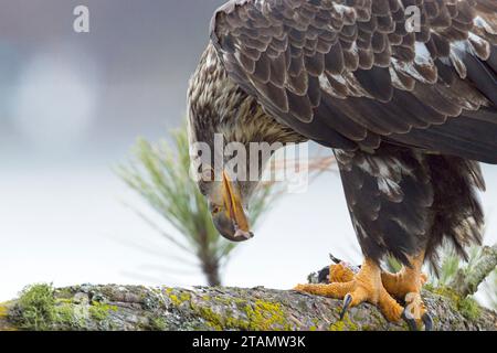 Ein Nahfoto eines jungen Weißkopfseeadlers, der auf einem Zweig sitzt und einen Fisch im Norden von Idaho isst. Stockfoto