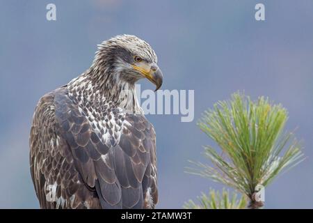 Eine Nahaufnahme eines jungen amerikanischen Weißkopfseeadlers in Nord-Idaho. Stockfoto