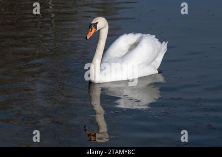 Weißer Schwan (Cygnus olor) mit Reflexion auf der Wasseroberfläche an einem sonnigen Tag Stockfoto