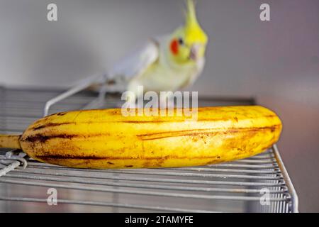 Banane liegt auf dem Vogelkäfig in der Nähe des Kakatiels Stockfoto