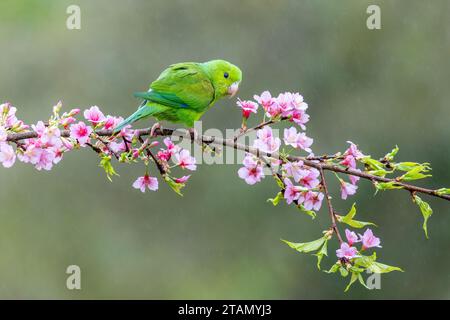 Ein Plain Sittich (Brotogeris tirica) im Atlantischen Waldbiom Brasiliens, der auf einem Baumzweig thront. Stockfoto