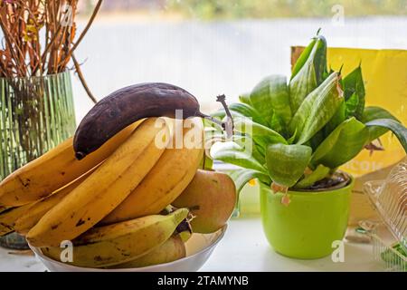 Teller mit Bananen neben Blumen auf der Fensterbank neben dem Fenster Stockfoto